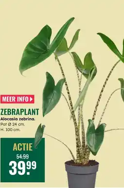 GroenRijk Zebraplant aanbieding