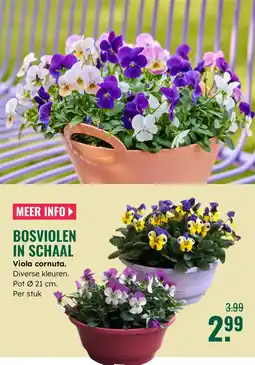 GroenRijk Bosviolen in schaal Viola cornuta aanbieding