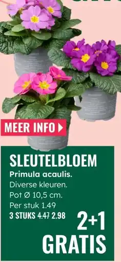 GroenRijk Sleutelbloem Primula acaulis aanbieding