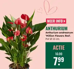GroenRijk Anthurium aanbieding