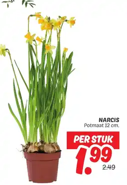 Dekamarkt Narcis aanbieding