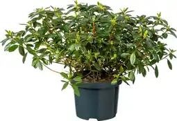 Intratuin Japanse Azalea (Rhododendron japonica) D 17 H 30 cm aanbieding