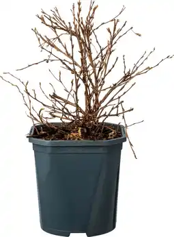 Intratuin Ganzerik (Potentilla fruticosa 'Abbotswood') D 17 H 25 cm aanbieding