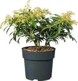 Intratuin Rotsheide (Pieris 'Forest Flame') D 17 H 35 cm aanbieding