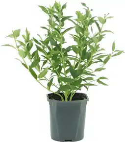 Intratuin Bruidsbloem (Deutzia gracilis) D 17 H 35 cm aanbieding
