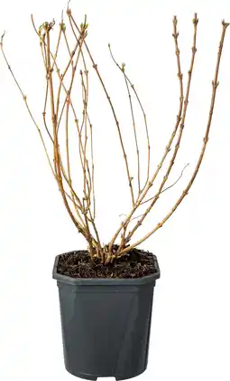 Intratuin Bruidsbloem (Deutzia gracilis) D 17 H 35 cm aanbieding
