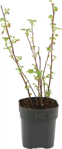 Intratuin Rode Ribes (Ribes sanguineum 'King Edward VII') D 17 H 45 cm aanbieding