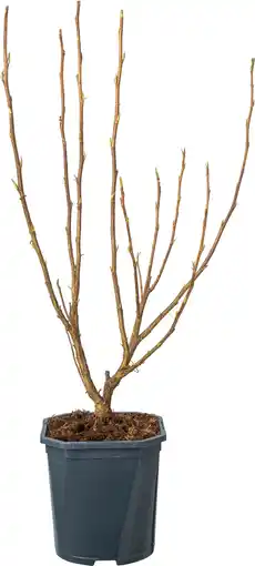 Intratuin Rode Ribes (Ribes sanguineum 'King Edward VII') D 17 H 45 cm aanbieding