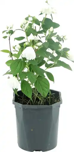 Intratuin Boerenjasmijn (Philadelphus 'Snowbelle') D 17 H 45 cm aanbieding