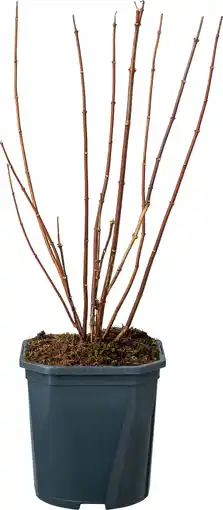 Intratuin Boerenjasmijn (Philadelphus 'Snowbelle') D 17 H 45 cm aanbieding