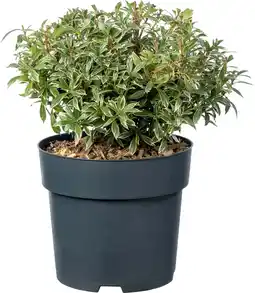 Intratuin Rotsheide (Pieris japonica 'Little Heath') D 17 H 35 cm aanbieding