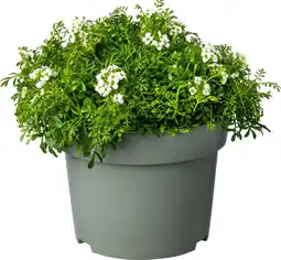 Intratuin Gemskers (Pritzelago alpina) D 13 H 10 cm aanbieding