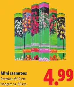 Lidl Mini stamroos aanbieding