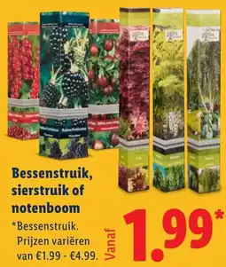 Lidl Bessenstruik, sierstruik of notenboom aanbieding