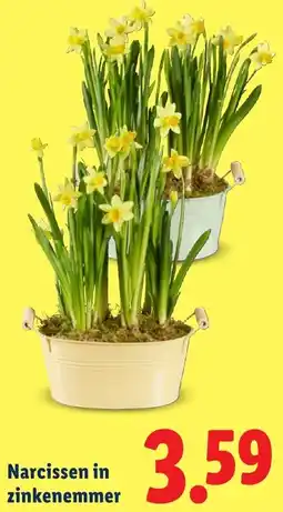 Lidl Narcissen in zinkenemmer aanbieding