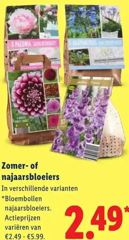 Lidl Zomer of najaarsbloeiers aanbieding