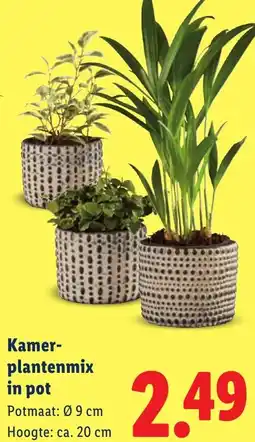 Lidl Kamerplanten Mix in pot aanbieding