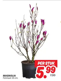 Dekamarkt Magnolia aanbieding