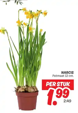 Dekamarkt Narcis aanbieding