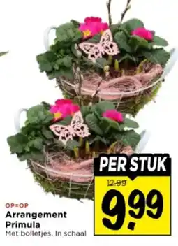 Vomar Voordeelmarkt Arrangement Primula aanbieding