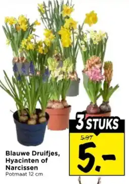 Vomar Voordeelmarkt Blauwe Druifjes, Hyacinten of Narcissen aanbieding