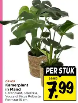 Vomar Voordeelmarkt Kamerplant in Mand aanbieding