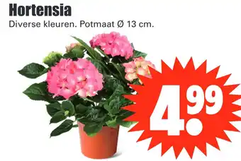 Dirk Hortensia 13cm aanbieding