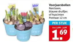 Hoogvliet Voorjaarsbollen aanbieding