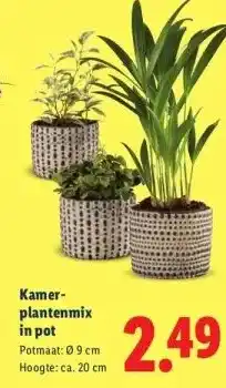 Lidl Kamer- plantenmix in pot aanbieding
