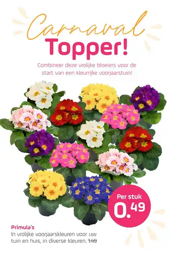 Coppelmans Primula's aanbieding