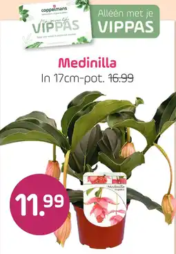 Coppelmans Medinilla aanbieding