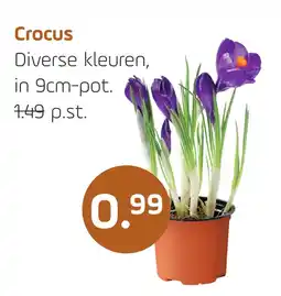 Coppelmans Crocus aanbieding
