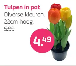 Coppelmans Tulpen in pot aanbieding