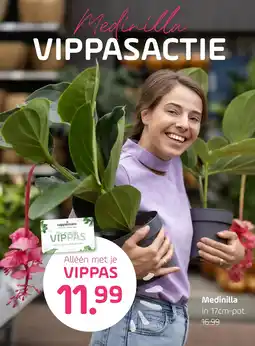 Coppelmans Medinilla In 17cm-pot. aanbieding