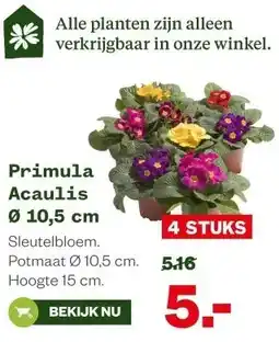 Welkoop Primula Acaulis Ø 10,5 cm aanbieding