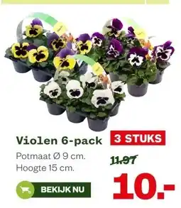 Welkoop Violen 6-pack x aanbieding
