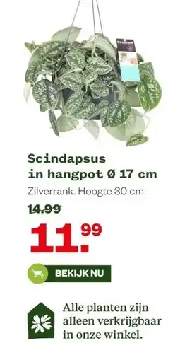 Welkoop Scindapsus in hangpot aanbieding