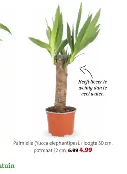 Intratuin Palmlelie (Yucca elephantipes) aanbieding