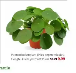 Intratuin Pannenkoekenplant (Pilea peperomioides) aanbieding
