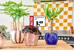 Intratuin Bladbegonia aanbieding
