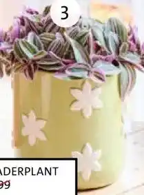 Intratuin Vaderplant aanbieding