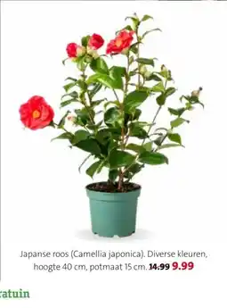 Intratuin Japanse roos (Camellia japonica) aanbieding