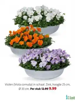 Intratuin Violen (Viola cornuta) aanbieding