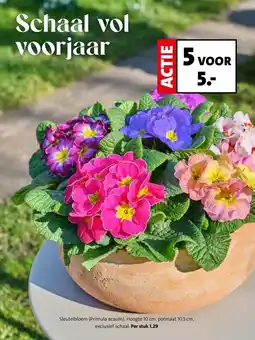 Intratuin Sleutelbloem (Primula acaulis) aanbieding