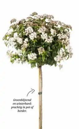 Intratuin Groenblijvende sneeuwbal (Viburnum tinus) aanbieding