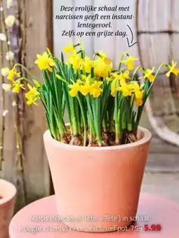Intratuin Narcis (Narcissus 'Tête-à-Tête') aanbieding