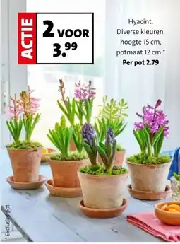 Intratuin Hyacint aanbieding