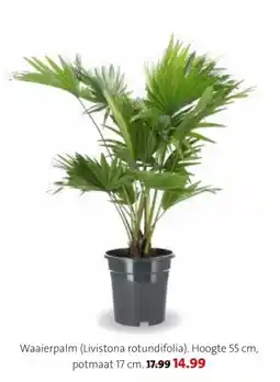 Intratuin Waaierpalm (Livistona rotundifolia) aanbieding