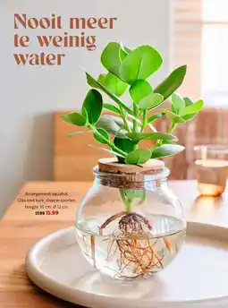 Intratuin Arrangement aquabol aanbieding