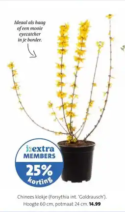 Intratuin Chinees klokje (Forsythia int. 'Goldrausch'). aanbieding